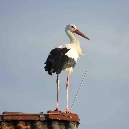 Ferienzimmer Oelhaf In Gelb Self Check-in Mit Key-tresore Wilhelmsdorf (Ravensburg)